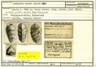 Karteikarte zum Holotyp von Gaudryina reussi Stache, 1864